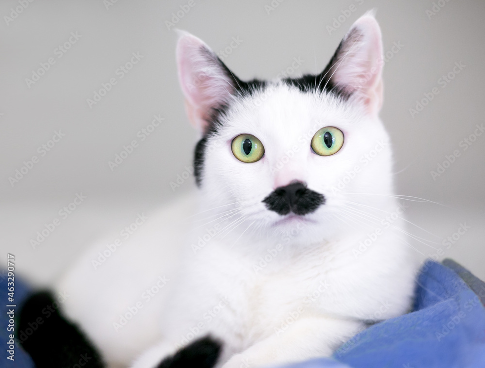 A black and white shorthair cat with markings on its face that look like a mustache