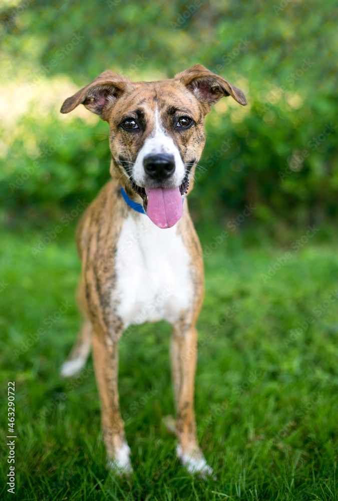 A happy brindle and white mixed breed dog with floppy ears looking up at the camera and smiling