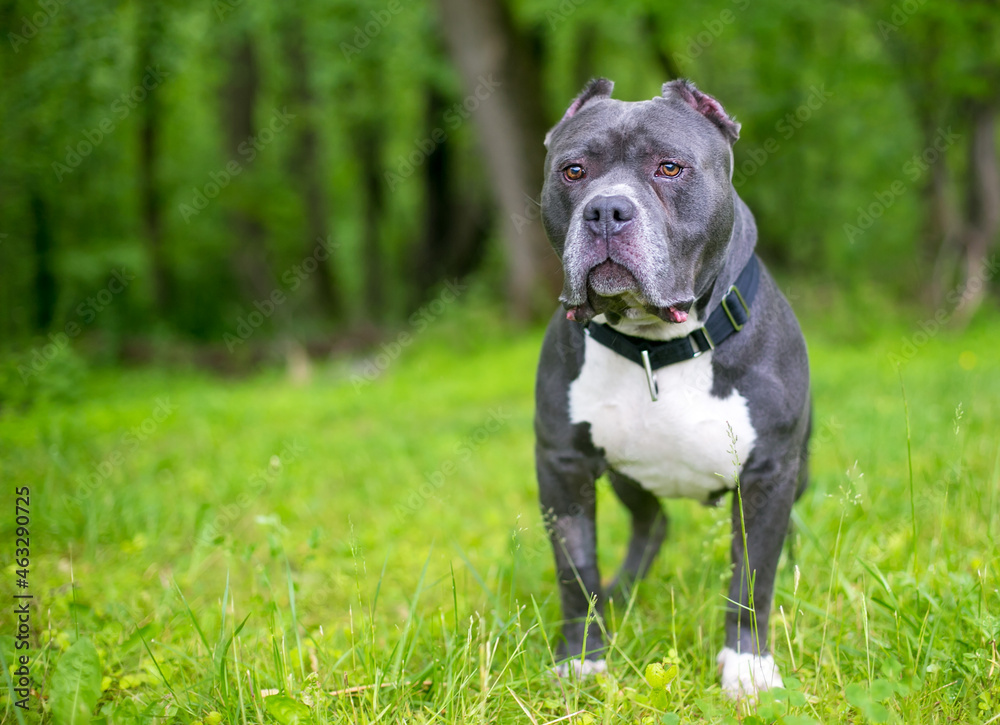 A gray and white Pit Bull Terrier mixed breed dog with short cropped ears