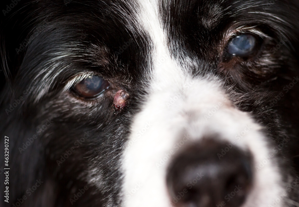 A senior dog with an inflamed sebaceous cyst near its eye A senior dog with an inflamed sebaceous cyst near its eye
