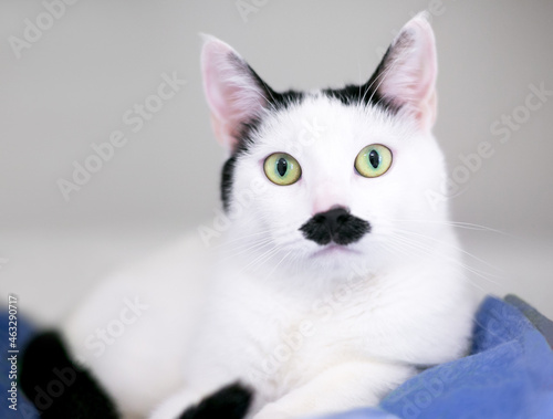 A black and white shorthair cat with markings on its face that look like a mustache