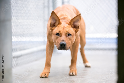 фотографія A nervous mixed breed dog in an animal shelter kennel