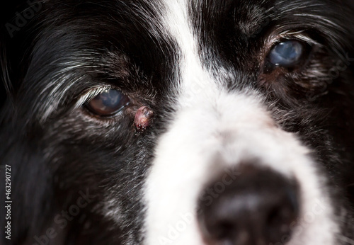 A senior dog with an inflamed sebaceous cyst near its eye