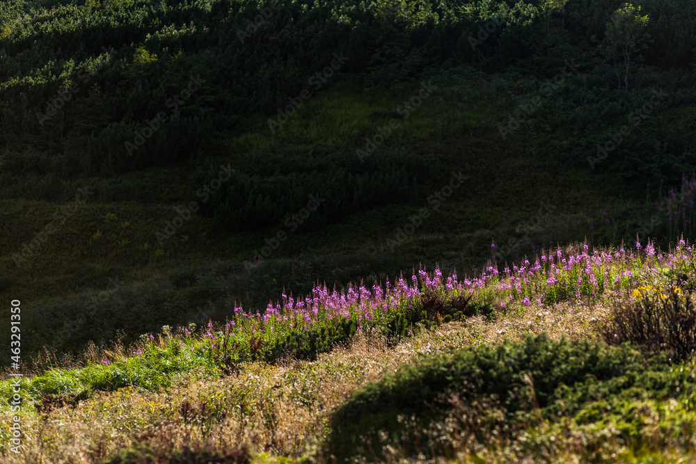 Obraz premium Stripe of purple wildflowers in the meadow, Carpathian mountains, Ukraine
