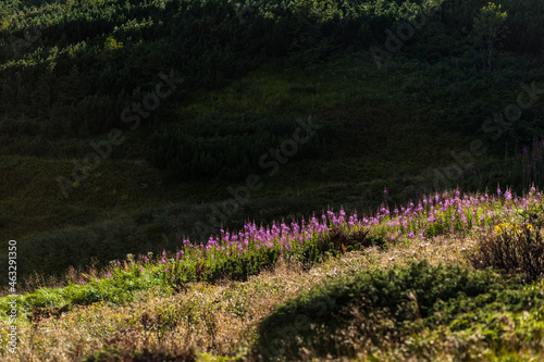 Stripe of purple wildflowers in the meadow, Carpathian mountains, Ukraine