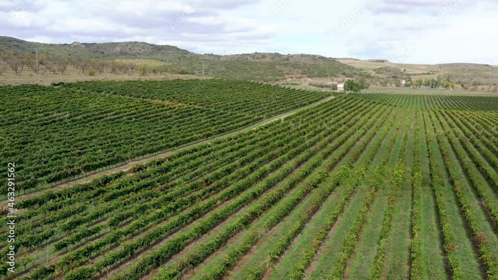 Field of grape vines Campo de Borja. It is a wine from Spain with Protected Designation of Origin