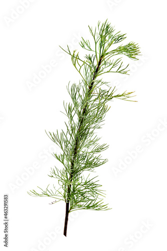 Artemisia Cola -Cola Vegetable Artemisia abrotanum