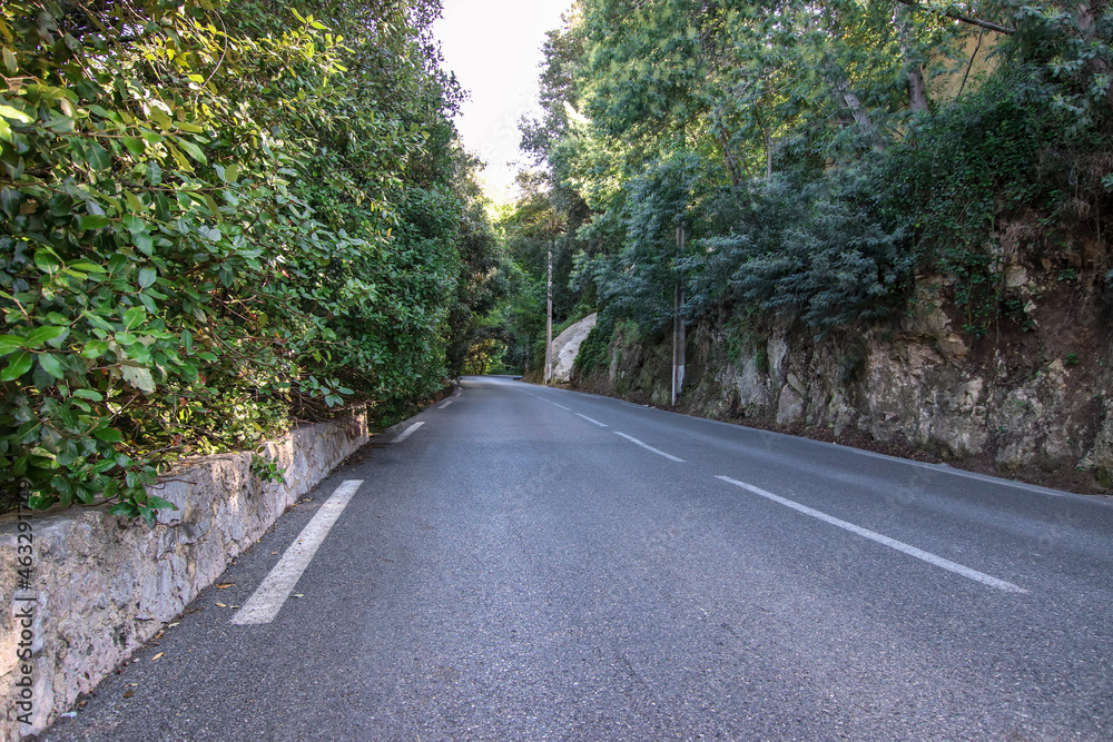 Obraz premium winding road in the forest