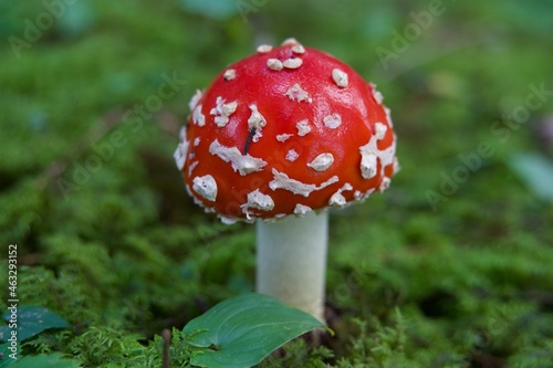 fly agaric mushroom in forest