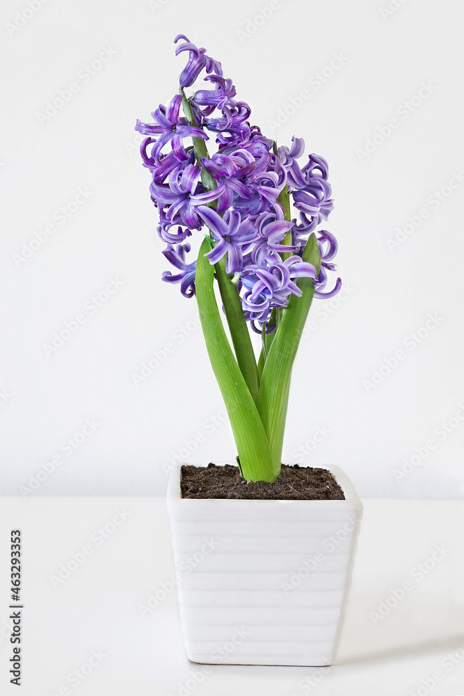 One purple hyacinth orientalis flower on the white table. One purple hyacinth orientalis flower on the white table.