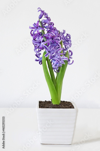 One purple hyacinth orientalis flower  on the white table.