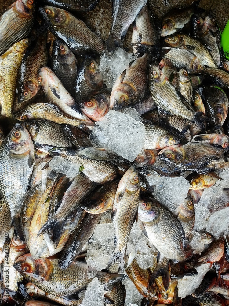 pile of freshly harvested rohu carp fish with ice in Indian fish market