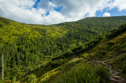 Photos The hills of Ukrainian carpathians covered with thick pine tree forests