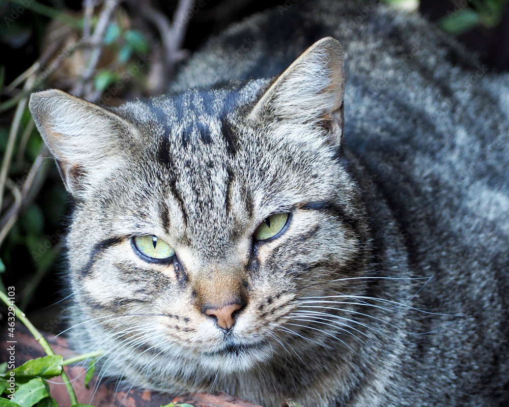 a gray cat with green eyes sits during the day . front view