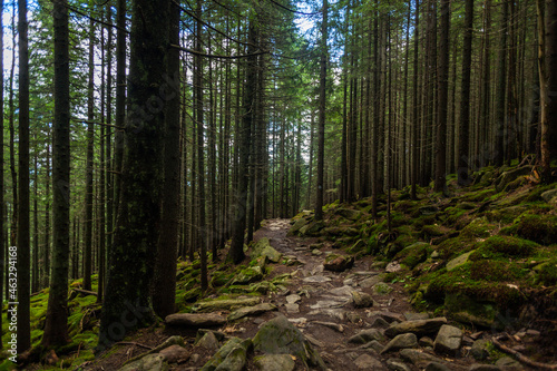 A stone trail which goes through the pine forest  Carpathian mountains  Ukraine