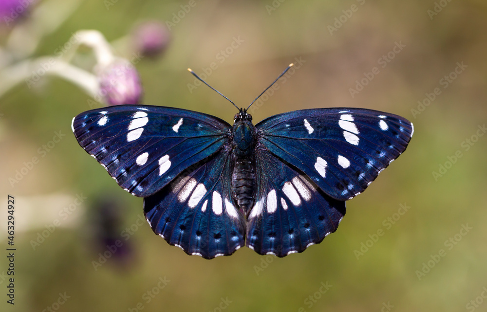 Naklejka premium large butterfly with dark blue above wings, Southern White Admiral, Limenitis reducta 