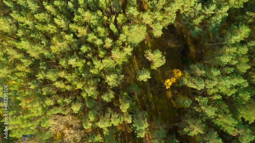 Top view of forests, trees. Old woods of evergreen trees in national park a Unesco world heritage site. Autumn landscape photographed with a drone.