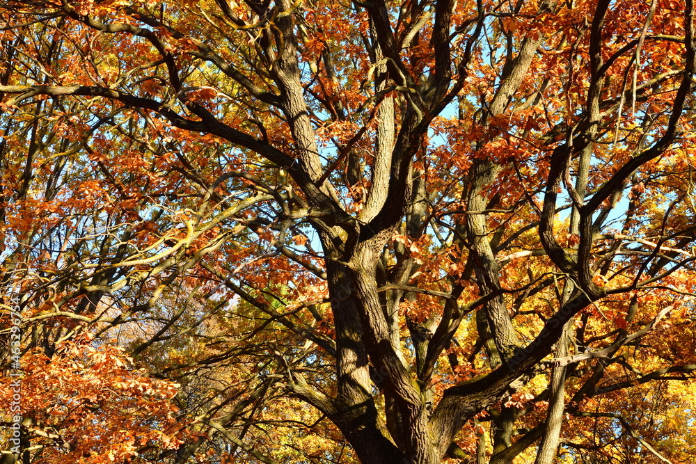 Fototapeta premium Yellow leaves on an oak branch in sunlight on a blue sky