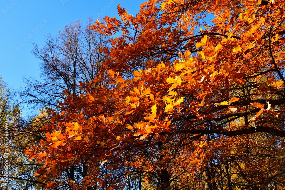 Yellow leaves on an oak branch in sunlight on a blue sky