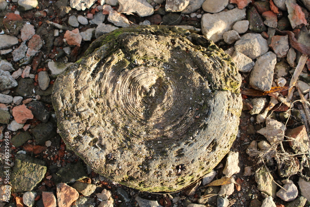 Old stump on the coast