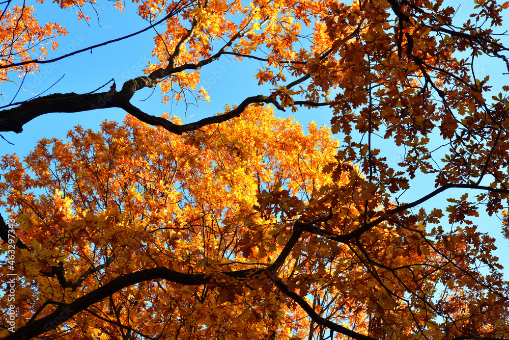 Yellow leaves on an oak branch in sunlight on a blue sky