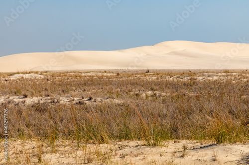 Dunes with wind marks and vegetation photo