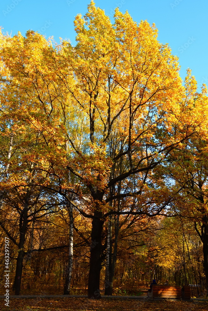 Fototapeta premium Yellow oaks in the sunlight in the park