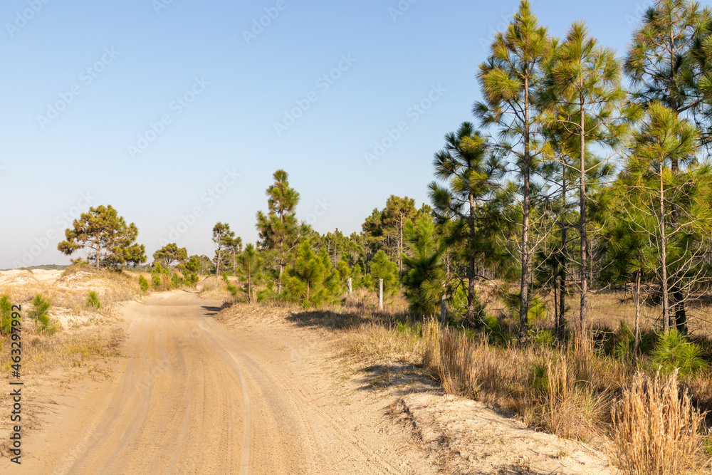 Dirty road with dry vegetation and pine trees