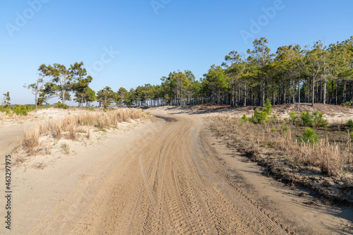 Dirty road with dry vegetation and pine trees © lisandrotrarbach