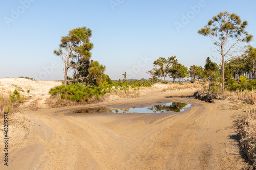 Dirty road with dry vegetation and pine trees photo