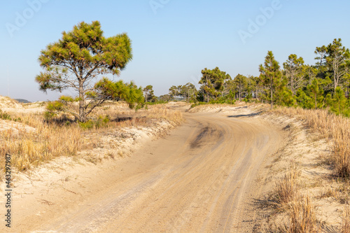 Dirty road with dry vegetation and pine trees photo