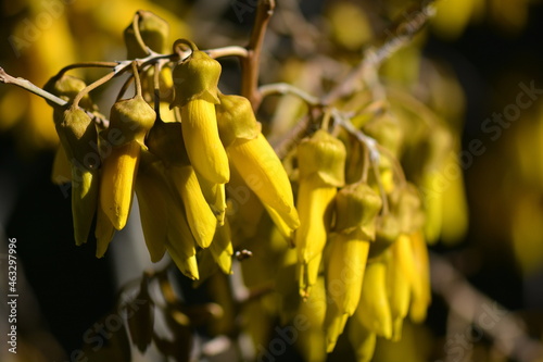 Kowhai Flowers in the New Zealand Springtime.. Beautiful native yellow blooms