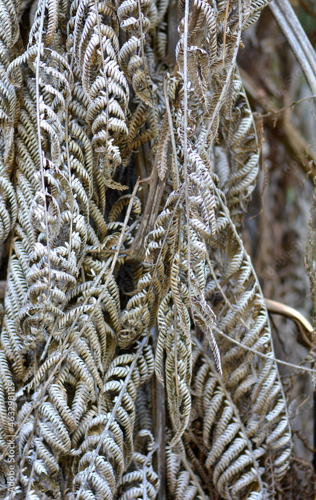 dried fern foliage for graphic design dried fern foliage for graphic design