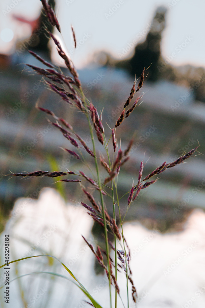 Obraz premium purple flower 3