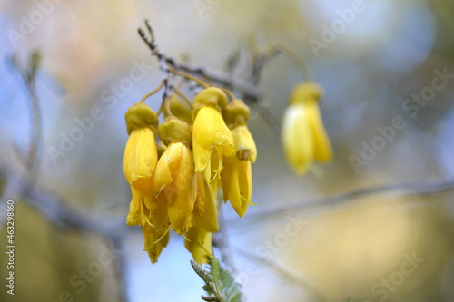 Kowhai Flowers in the New Zealand Springtime.. Beautiful native yellow blooms photo