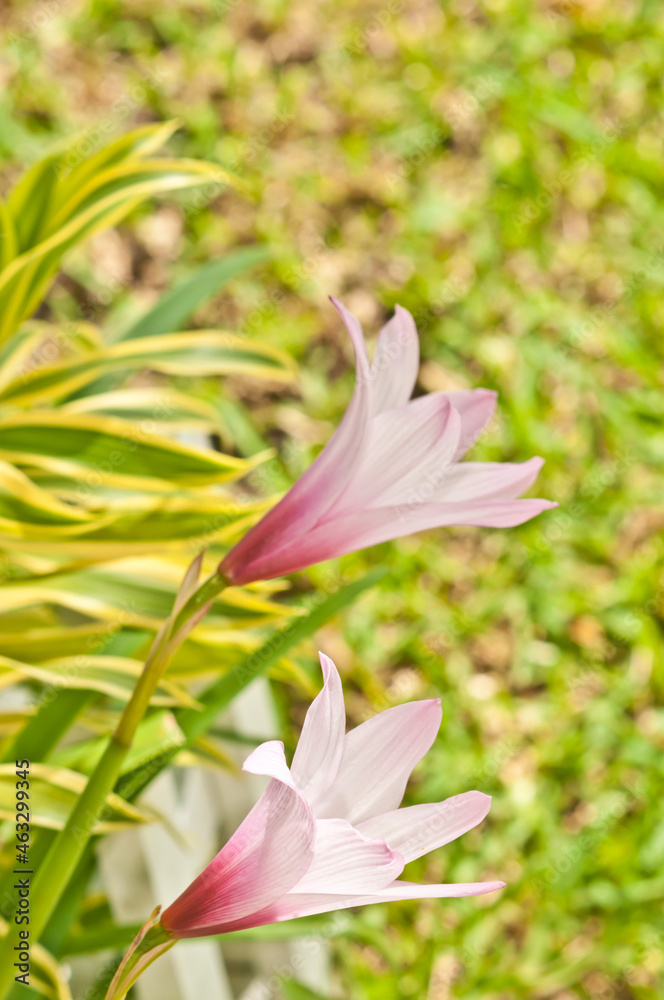 Fototapeta premium side view, close distance of a delicate, growing, pink and white tropical flower in full bloom