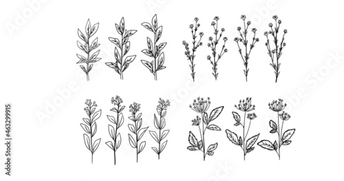 Collection of hand drawn vector black decorative plants, flowers and branches. Vector graphics, design, decor. © anastasiya