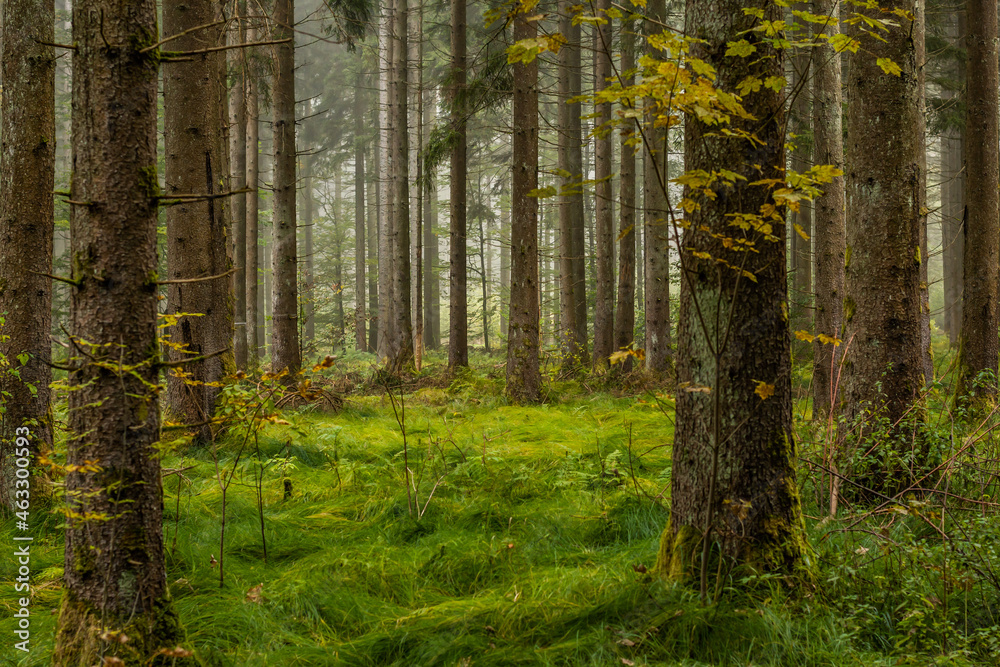 Obraz premium Beautiful forest in Autumn time