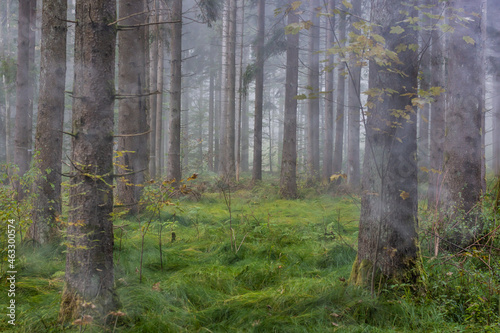 Beautiful forest in Autumn time