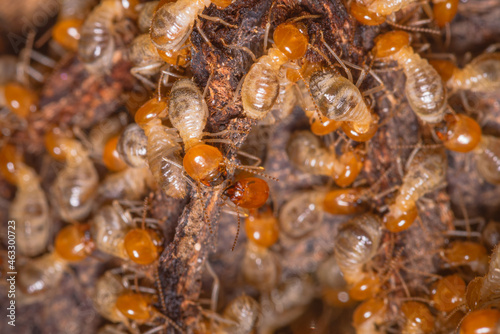 A group of termites are changing their place of residence. small termites are looking for food