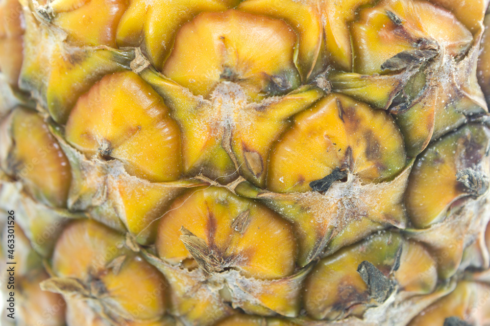 Pineapple grown in Rio Grande do Sul Brazil Pineapple grown in Rio Grande do Sul Brazil