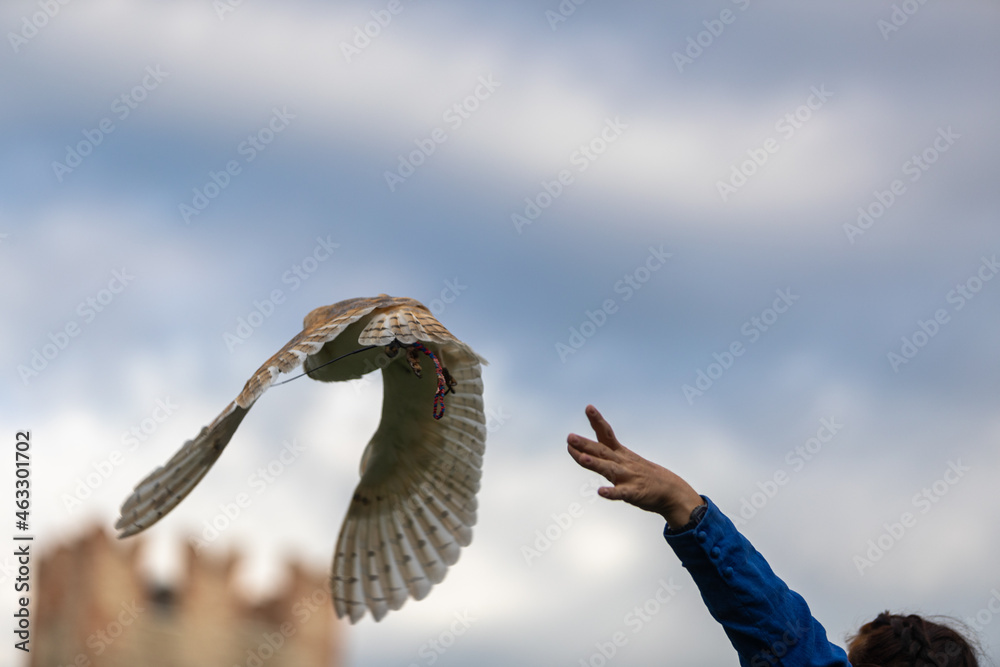 trained Barn owl in flight