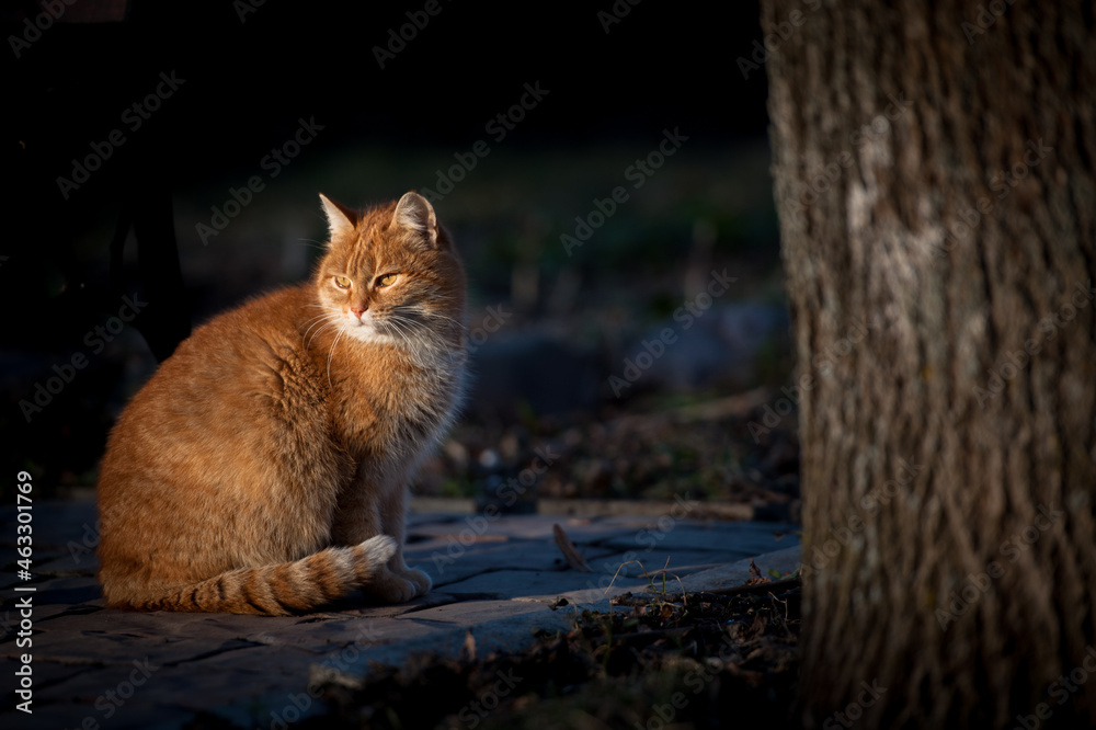 Cat relaxing on the sun