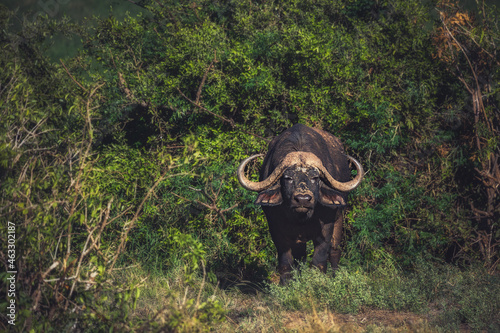 The African buffalo is located in Tsavo National Park  Kenya.