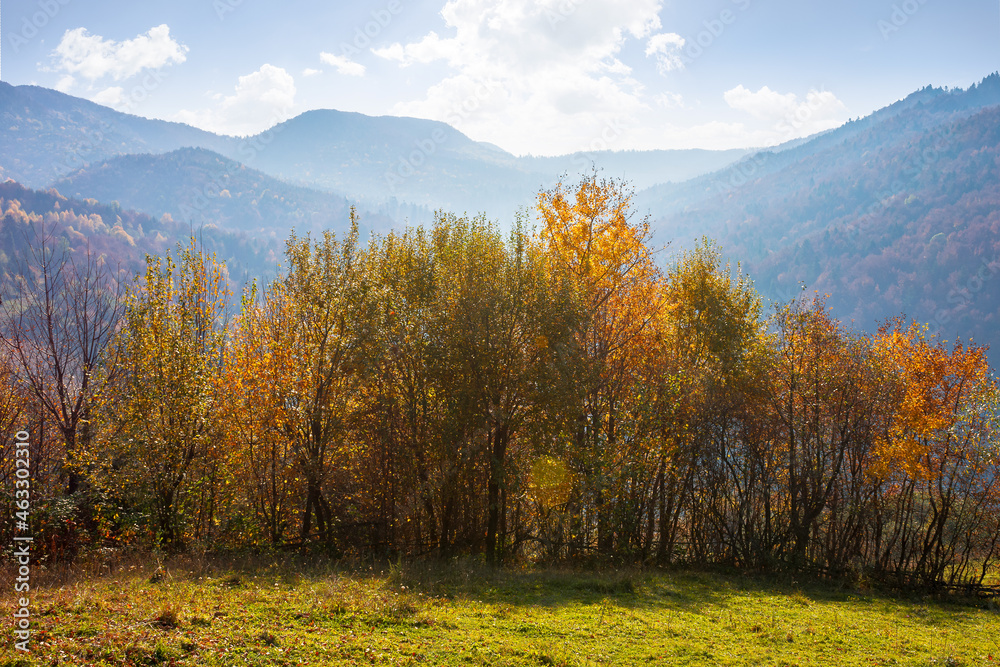 countryside landscape in autumn. forest on the mountain hills in colorful foliage. beautiful nature background on a sunny forenoon