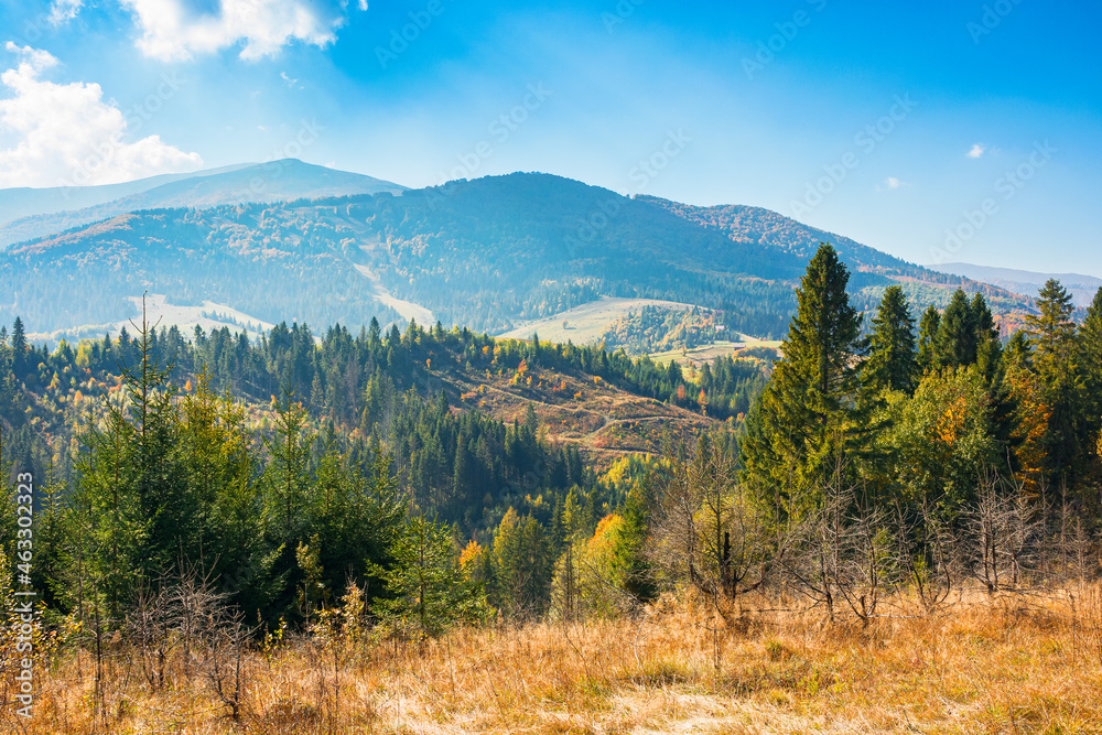 mountain landscape with spruce forest in autumn. trees on the grassy rolling hills. distant ridge in haze. bright nature scenery at high noon with fluffy clouds on the sky