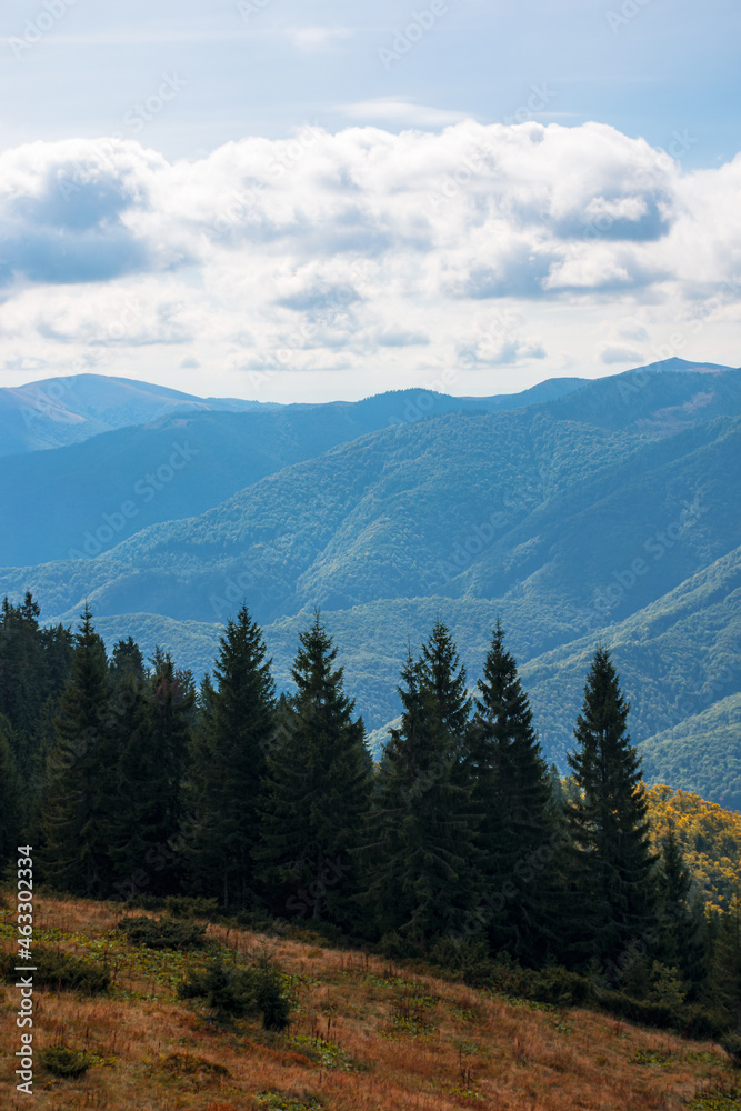 beautiful landscape of carpathian mountains. coniferous trees on the steep grassy hills. beautiful nature background