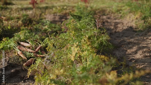 Wallpaper Mural Fresh green tops of carrots sway in the wind on vegetable patch. Fresh carrot roots are thrown into the furrow nearby. Harvesting at the farm on sunny day. Torontodigital.ca