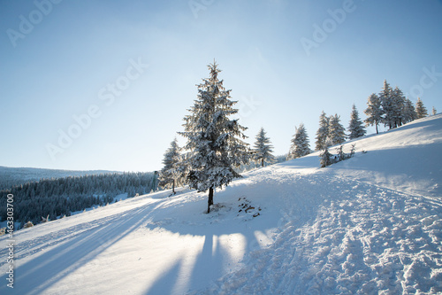 amazing winter landscape with snowy fir trees