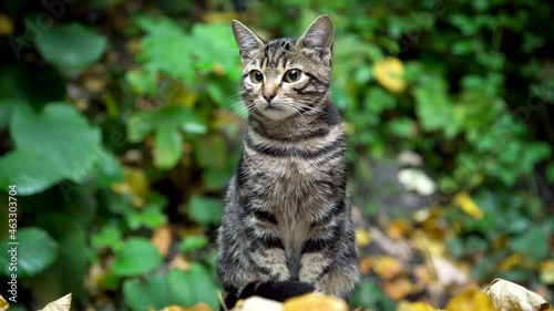 close-up view of a beautiful cat against a green background